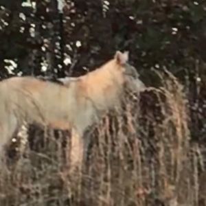 Meet your Posher, Sue